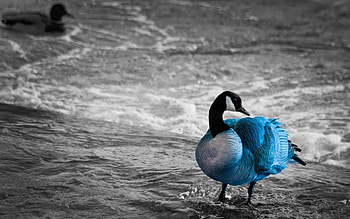 Animals, Sea, Lake, Color, Duck, Unusual HD wallpaper