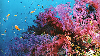 reef , Great Barrier Reef fish, Colorful coral life, Mesmerizing marine diversity HD wallpaper