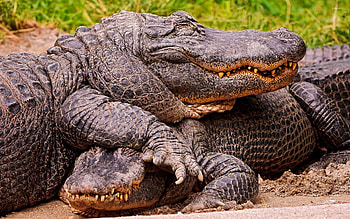 Couple, Alligators HD wallpaper
