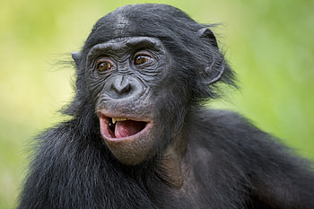 Being kind to animals, Showing compassion, Animal welfare, Spreading love HD wallpaper