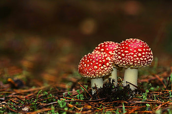 Macro , Mushrooms macro, Moss beauty, Nature's enchantment HD wallpaper