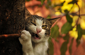 Animals, Wood, Cat, Tree, Branch, Fangs, Trunk HD wallpaper