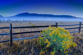 Nature, Flowers, Grass, Field, Fencing, Enclosure HD wallpaper