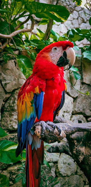 Animals, Leaves, Parrots, Bird, Branches, Macaw HD phone wallpaper