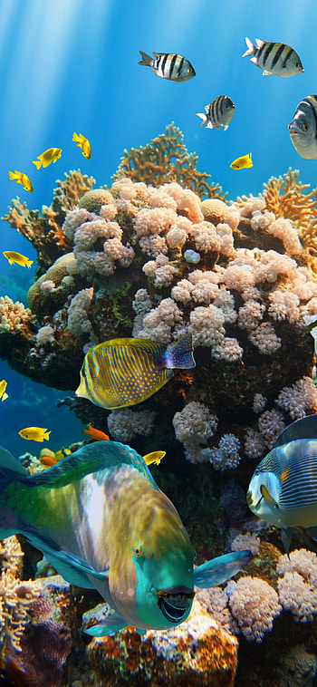 Tropical coral reef, Ocean fishes, Underwater, Beautiful HD phone wallpaper