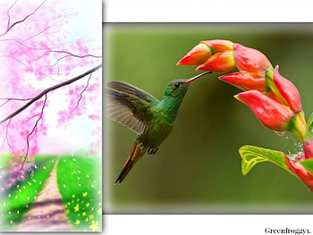 HUMMINGBIRD FEEDING, HUMMINGBIRD, FRAMED, , ANIMAL HD wallpaper