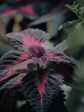 Plants, magenta, petal, plant HD phone wallpaper