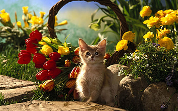 Animals, Flowers, Grass, Stones, Tulips, Sit, Kitty, Kitten, Shadow, Basket HD wallpaper