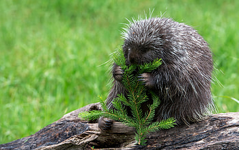 Porcupine, animal, eating, nature HD wallpaper