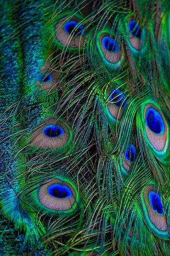 Feather, Macro, Pattern, Beautiful, Peacock HD phone wallpaper