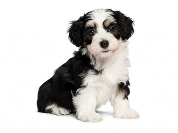 * Puppy *, dog, animal, dogs, animals HD wallpaper