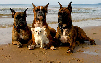 Animals, Dogs HD wallpaper