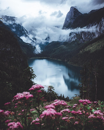 Nature, Flowers, Mountains, Rocks, Lake, Fog HD phone wallpaper