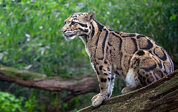 young leopard, feline, leopard, green, tree HD wallpaper