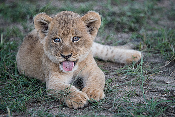 Animals, Muzzle, Lion, Protruding Tongue, Tongue Stuck Out, Lion Cub HD wallpaper