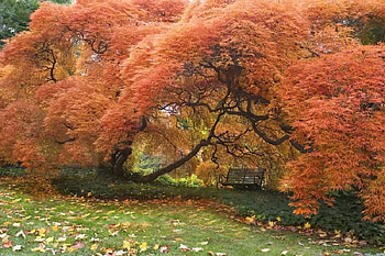 Sitting Under the Furry Tree, bench, grass, sitting, tree HD wallpaper