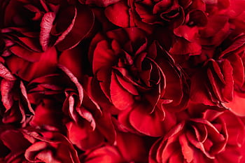 A detailed close-up of vibrant red rose petals, ideal for romantic and nature themes. HD wallpaper
