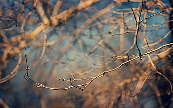 Nature, Branch, Spring, Naked, Kidney, Kidneys, Swelling HD wallpaper