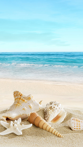 Nature Sunny Sea Shell Beach 6 HD phone wallpaper