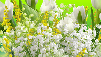 Lily of the Valley Spring, summer, lily of the valley, blossoms, green, flowers, spring, fresh HD wallpaper