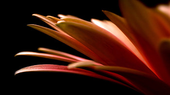 Flower, Macro, Petals, Dark Background HD wallpaper