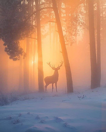 Winter, deer, snow HD phone wallpaper