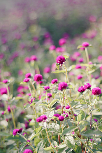 Flowers, Leaves, Bloom, Flowering, Clover HD phone wallpaper