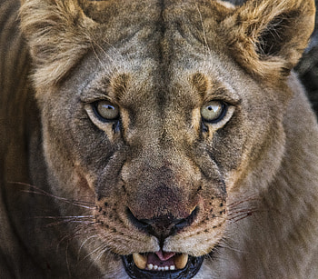 Lioness, angry beast, lion, muzzle HD wallpaper