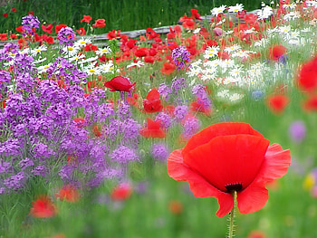 Summer blast, summer, poppies, purple, poppy, flower HD wallpaper