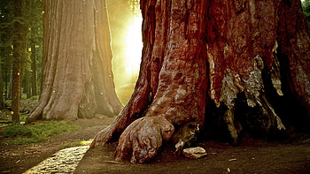 Tree beauty, , Nature's wonder, Serene landscapes HD wallpaper