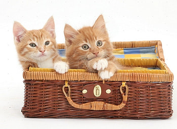kittens playing in a wicker basket case, basket, animals, cats, kittens, case HD wallpaper
