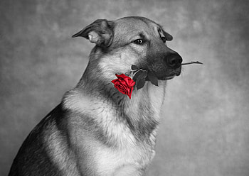 :), animal, dog, valentine, rose, red, bw, cute, caine HD wallpaper