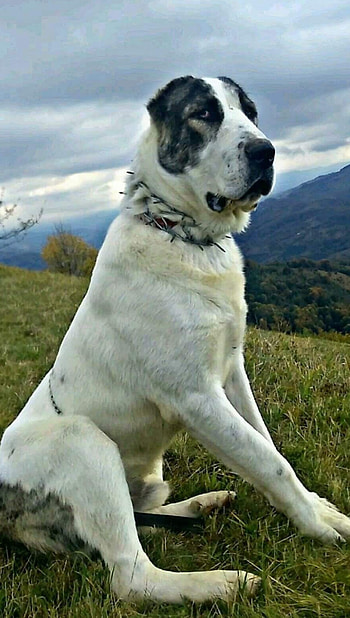 Alabai, Sao, Pin on, Alabai dog HD phone wallpaper