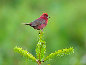 Red Bird, beautiful, bird, , red HD wallpaper