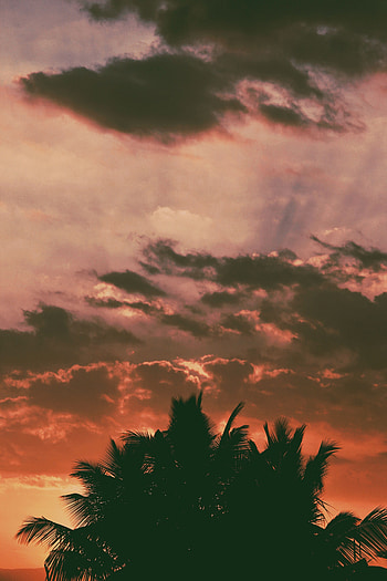 Nature, Sunset, Clouds, Palms, Dark, Branches, Outlines, Tropics HD phone wallpaper