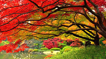  HD wallpaper