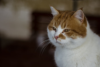 Animals, Cat, Muzzle, Spotty, Spotted HD wallpaper