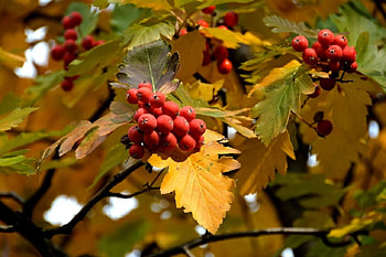 Autumn Berries, berries, Nature, Foliage, Autumn HD wallpaper