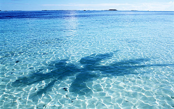 Nature, Water, Transparent, Palm, Shadow, Bay, Azure, Bottom HD wallpaper