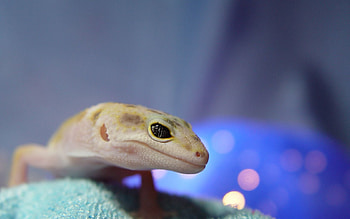 Animals, Muzzle, Eyes, Lizard, Reptile, Blurred, Greased HD wallpaper