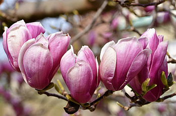 Magnolia Tree, background, Magnificent blooms, Captivating HD wallpaper