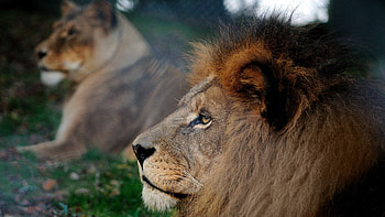 Animals, Lion, Mane, Head, Profile HD wallpaper