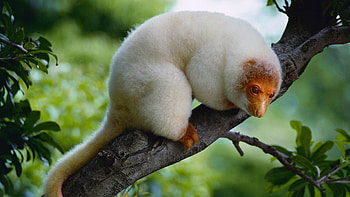 Common spotted cuscus, Cute mammal, Bing gallery, Exotic wildlife HD wallpaper