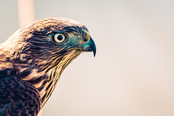 Falcon Closeup , falcon, birds, eagle HD wallpaper