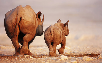 Awesome rhino , Inspiring rhino , Impressive rhino depiction, Captivating rhino HD wallpaper