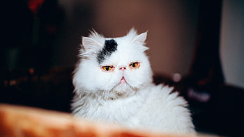 Cat Purebred White, cat, animals, cute, white HD wallpaper