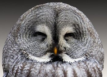 Eagle Owl, animal, face, eagle, owl HD wallpaper