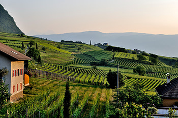 Tuscany, rural, perspective, field, green HD wallpaper