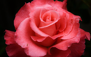 Plants, Flowers, Roses HD wallpaper