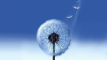Plants, Dandelions HD wallpaper